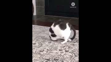 Funny cat scroll down #shorts #cutecat #kitten #cat #funnycats #viral #trending #viralvideo #tiktok