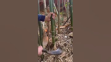 The process of chopping bamboo - a good tool can improve the efficiency of doing things