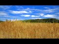 Relaxing wind sounds for sleeping or stress relief  nature white noise 10 hours