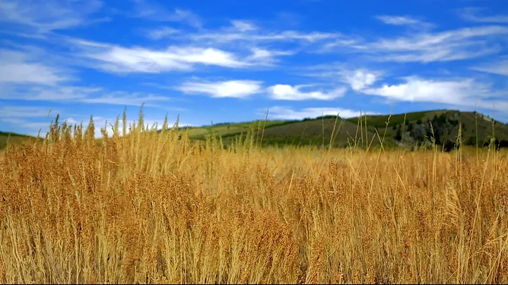 Relaxing Wind Sounds for Sleeping or Stress Relief...