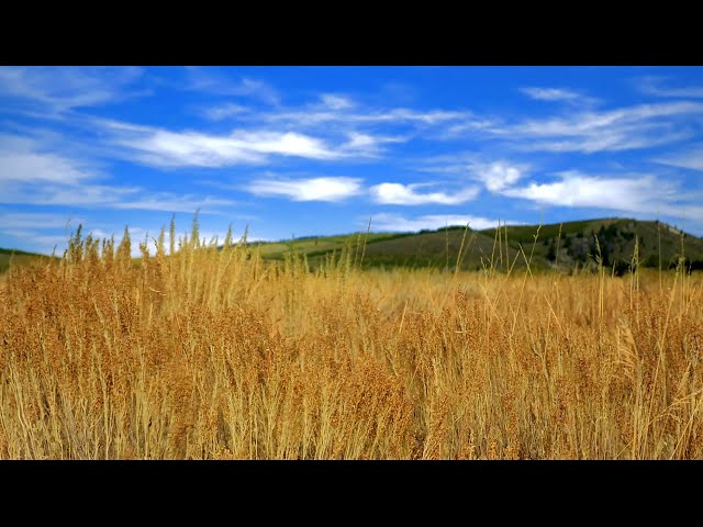 Relaxing Wind Sounds for Sleeping or Stress Relief 💨 Nature White Noise 10 Hours class=