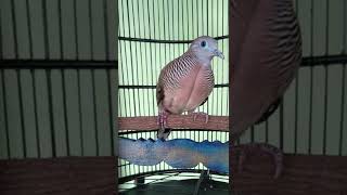 Baik Dipelihara, Inilah Ciri Ciri Dan Mitos Perkutut Banyu Mili