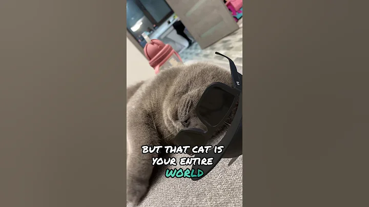 Video 3855581: british shorthair cat explores, british shorthair cat enjoying, british shorthair cat born, cats catlover