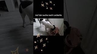 Spürhund im Einsatz: Wo sind die Leckerlis? 🔎🐶