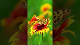 Relaxing Morning Music, Morning Meditation, Flowers morning flowers relaxingmusic nature birds