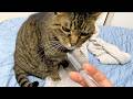 凶暴猫に注射をしてみた結果...