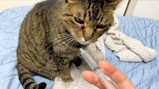 凶暴猫に注射をしてみた結果...