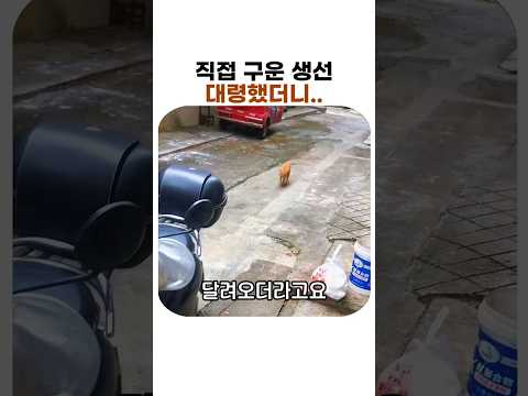 배고픈 길고양이한테 생선을 줬더니 일어난 일