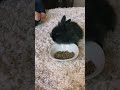 Yum yum yum #cute #bunny #viralpets #cutebunny #rabbit