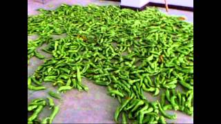 Green Pepper Processing Machinery