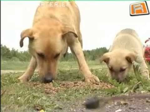 Video: Viige Oma Koer Tööpäevale