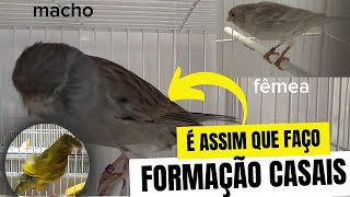 JÁ VAI juntar os casais? Calma assiste o vídeo você vai entender...