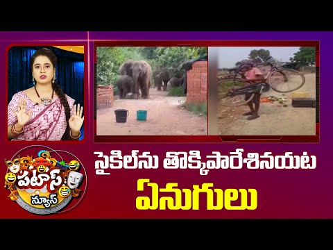 సైకిల్‎ను తొక్కిపారేశినయట ఏనుగులు | Elephants backslashu0026 Cycle Incident | 10TV News - 10TVNEWSTELUGU