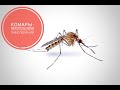 Комары - переносчики опасных заболеваний