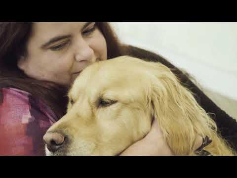 Guide Dogs For the Blind - Superheroes