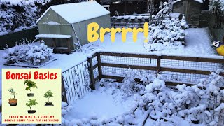 Winter Protection in the UK - Bonsai Basics