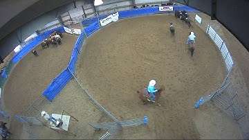 Big Sky Ranch Sorting Saddle Series Finals - Open HC - Round #1 - Ride #2
