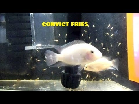 HOW TO BREED CONVICT CICHLIDS SUCCESSFULLY