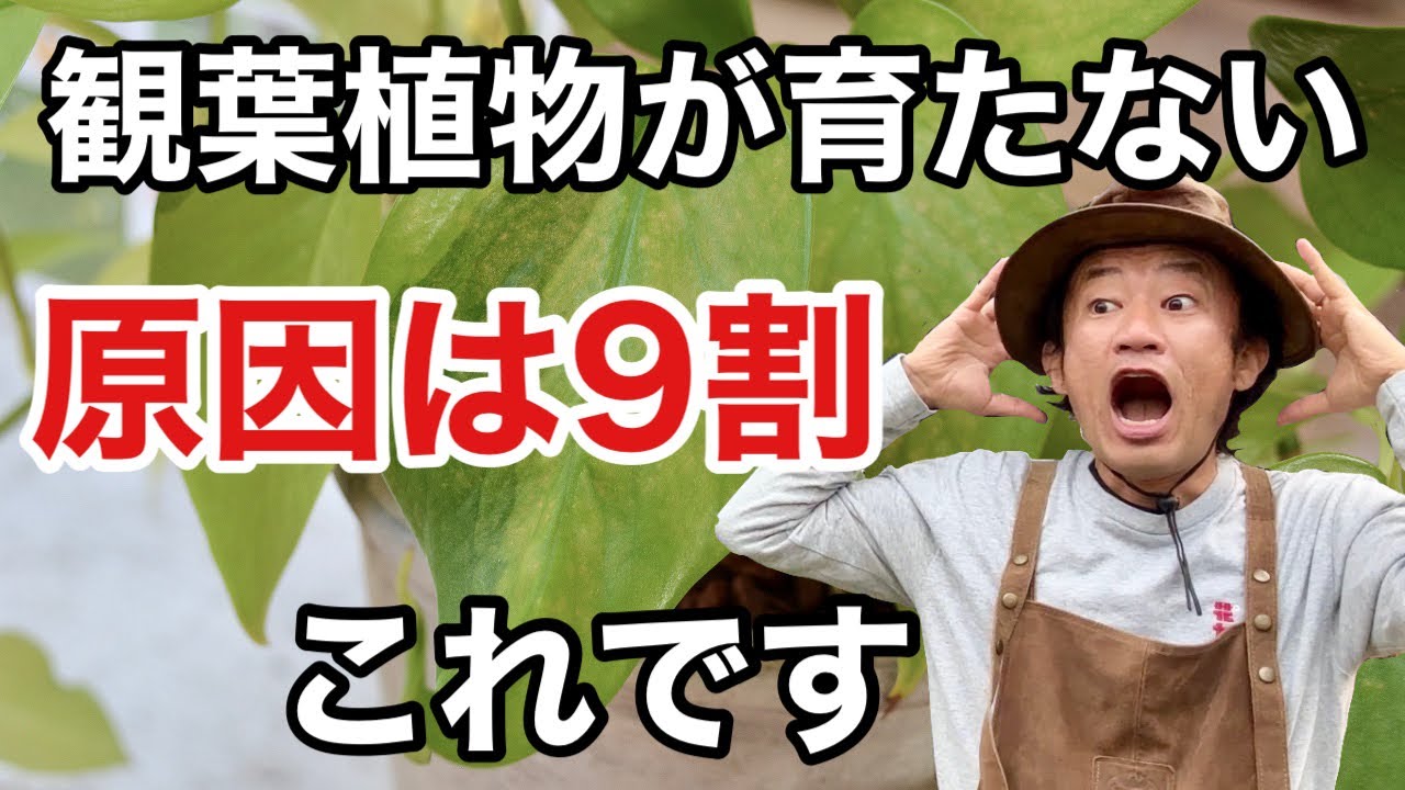 【お急ぎ下さい】観葉植物は危険信号を出してます　　　   【カーメン君】【花ごころ】【育て方】【初心者】