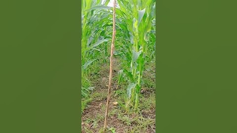 semprot hama jagung 😊#petani #anakdesa #anakkampung #viral #video #videoshort #trending