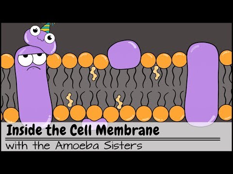 Video: Er cellemembranen fullstendig permeabel?