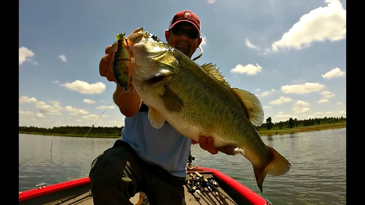 9 lb 8 oz Bass Caught on the Jackall Gantarel Jr – Swimbait Bass Fishing