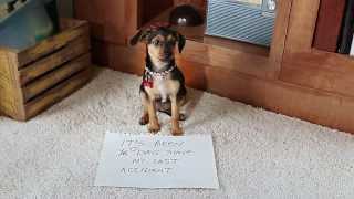 Stainmaster PetProtect