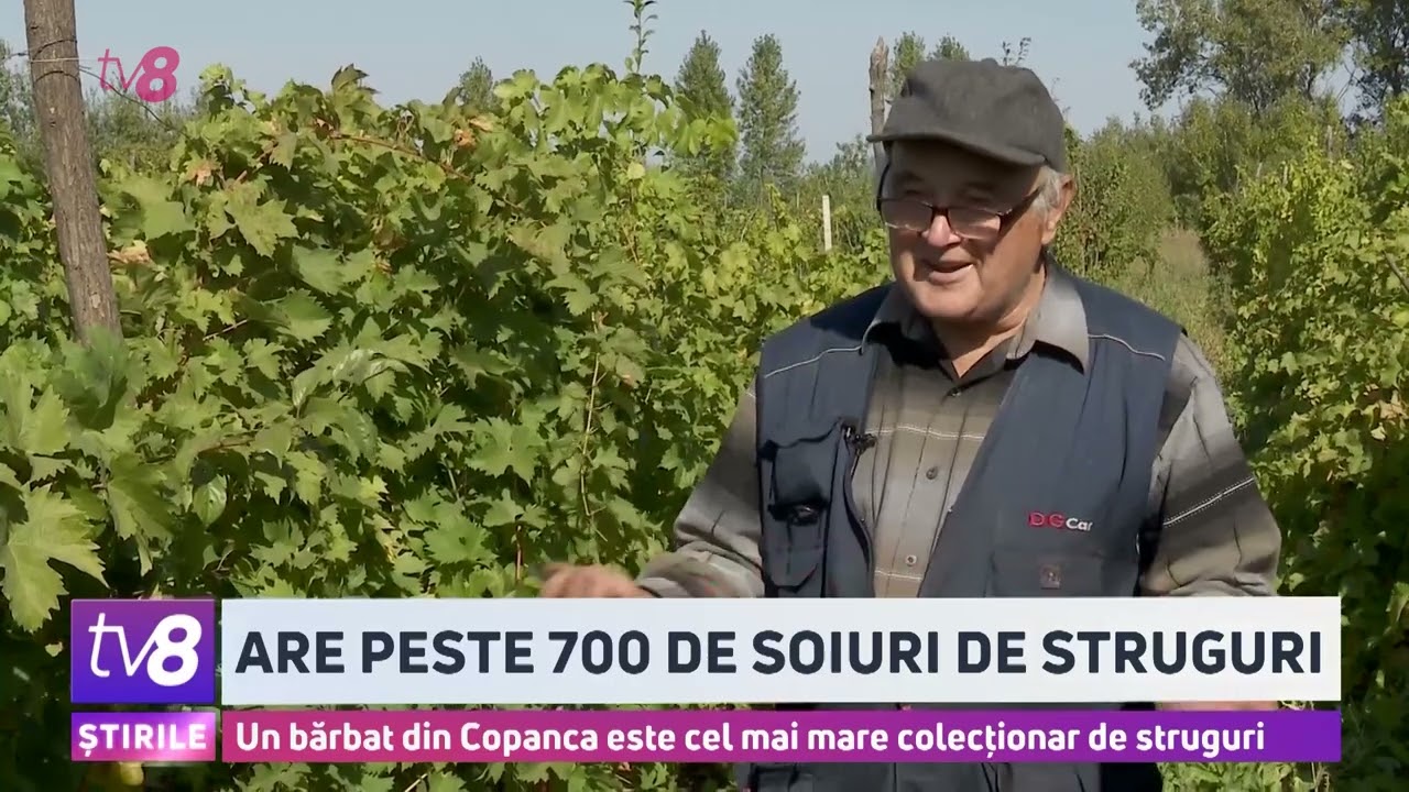 Un colecționar din Copanca se laudă cu peste 700 de soiuri de struguri