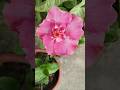 Beautiful pink hibiscus flowers🌺🌱🥰 #gardening #trending #shorts #beautiful #flowers #farming #nature