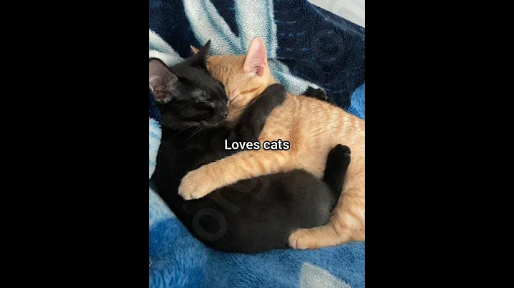 Do they like cats #cat #funny #fyp #meme #georgieebom