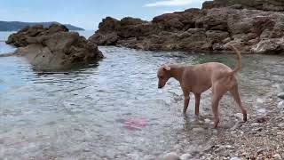 The dog's favorite toy has drowned