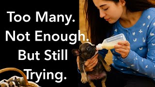 Too Many Animals. Not Enough Hands. | STEED’S Baby Bottle Bed help for caregivers.
