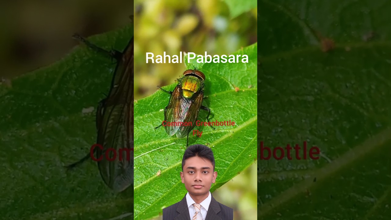 Common Greenbottle Fly 🪰 ##