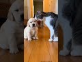 لما تلحق نفسك على آخر لحظه Funny Babyanimal 