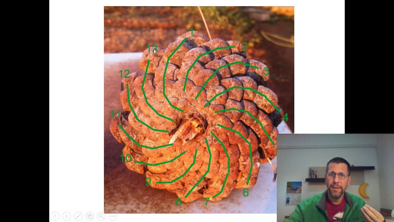 2.2 Rekurzivno zadani nizovi