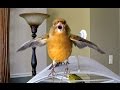 Canary Bird chirping singing being funny