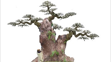 Hướng dẫn demo cây Bonsai bằng điện thoại Quá Đơn Giản