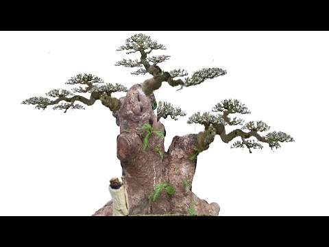 Hướng dẫn demo cây Bonsai bằng điện thoại Quá Đơn Giản