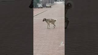 Köpek Bi̇le Oyun Havasi Oynuyor