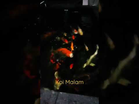 Di kolam Koi