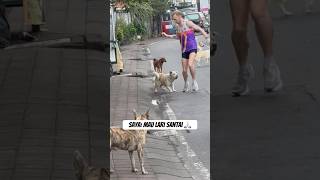 Katanya Lari Di Bali Seru Ternyata Serunya Dikejar 10 Anjing  bali indonesia anjing berlari