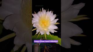 Awesome Dragon Fruit Flower!