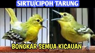 SIRTU TARUNG ‼️ BUKTIKAN ⁉️ SIRTU/CIPOH GAGU LANGSUNG BONGKAR SUARA GA TAHAN DENGAR