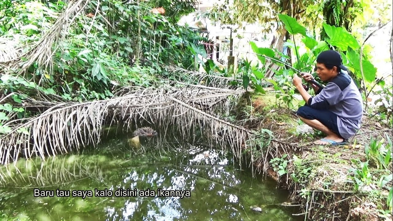 Mancing ikan lele di empang kecil