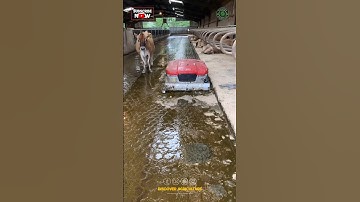 Cowdung Cleaning Robot