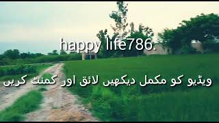 my simple and natural vlog .میرا گاؤں میرانی والا. دھان یا چاول کی فصل کو مونو کھاد کب اور کیسے دیں