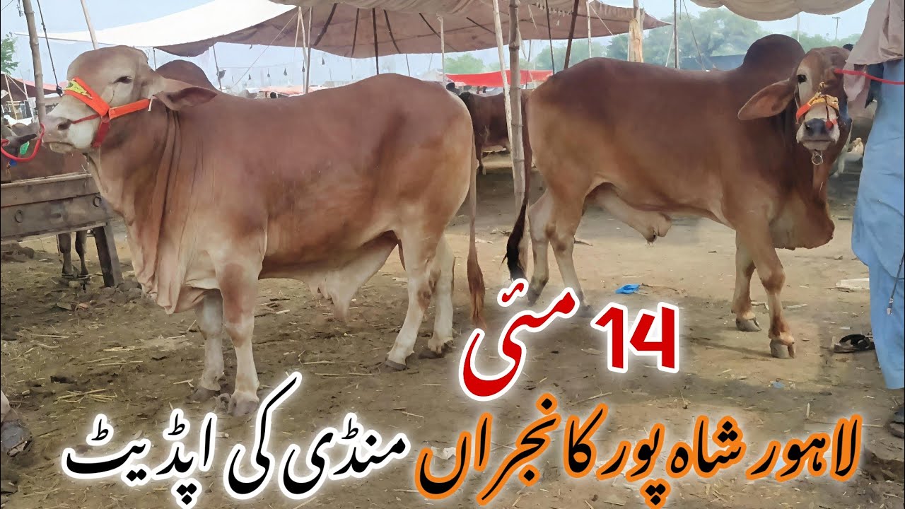 Lahore Shahpur khanjrah Cow Mandi ki latest update || Qurbani 2025 || Sahiwal or Cholistani Bachryy