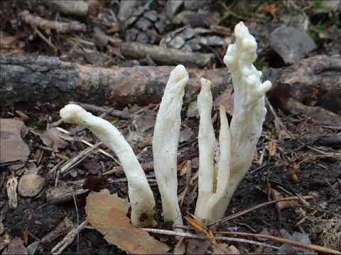 Clavulina rugosa