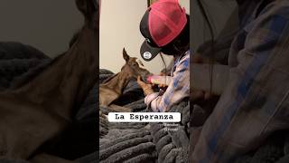 La potranquita Esperanza #ranchlife #rancho #potrillos