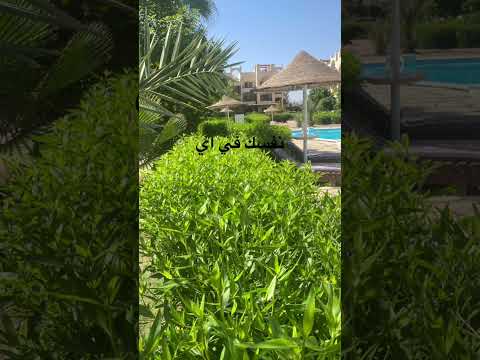 نفسي ازور سيدنا النبي مني الشاذلي كروان المديح اكسبلور اسمعنا دويتو انتبهوا تيك توك ترند